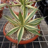 Agave lophantha cv. Multicolor XL