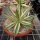 Agave lophantha cv. Multicolor XL