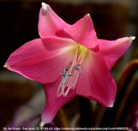 Crinum cv. Ellen Bosanquet