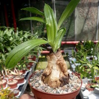 Crinum cv. Ellen Bosanquet
