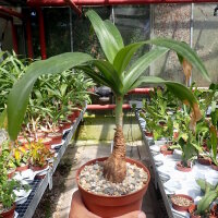 Crinum cv. Ellen Bosanquet