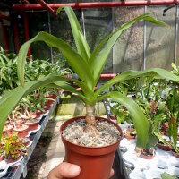 Crinum cv. Ellen Bosanquet