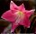 Crinum cv. Ellen Bosanquet
