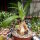 Crinum cv. Ellen Bosanquet
