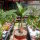 Crinum cv. Ellen Bosanquet