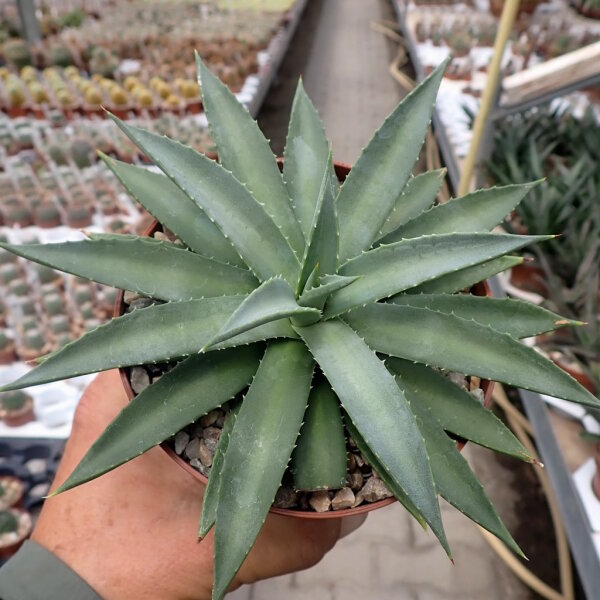 Mangave cv. Frosted Elegance