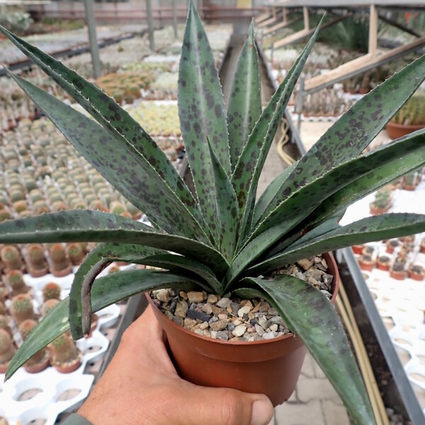 Mangave cv. Pineapple Express