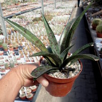 Mangave cv. Pineapple Express
