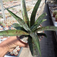 Mangave cv. Pineapple Express