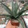 Mangave cv. Pineapple Express