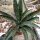 Mangave cv. Pineapple Express