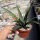 Mangave cv. Pineapple Express