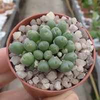 Conophytum hians MG 1525.85