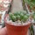Conophytum hians MG 1525.85