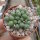 Conophytum hians MG 1525.85