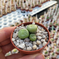 Conophytum truncatum MG 1442