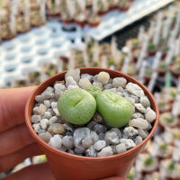 Conophytum truncatum MG 1442