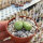 Conophytum truncatum MG 1442