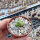 Conophytum chauvinae Klon 3 Houdkop