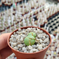 Conophytum jucundum v. kubusanum (28 km nach Brandvlei,...