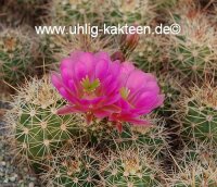 Echinocereus X roetteri Orogrande, NM, USA