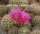 Echinocereus X roetteri Orogrande, NM, USA