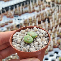 Conophytum bolusiae