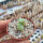 Conophytum bolusiae