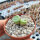 Conophytum bolusiae