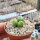 Conophytum uviforme ssp. subincanum