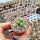 Conophytum uviforme ssp. subincanum