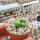 Conophytum uviforme ssp. subincanum