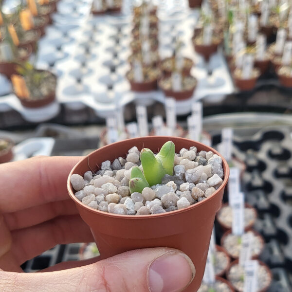 Conophytum blandum MG 1410.983