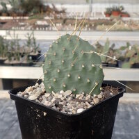Opuntia rhodantha cv. Chinle (dw)