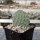 Opuntia rhodantha cv. Chinle (dw)