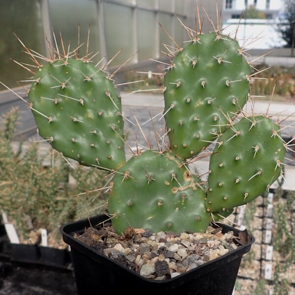 Opuntia polyacantha-Hybr. La Sal Mts. Utah 1950 m
