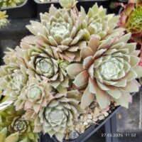 Sempervivum Rosa Mädchen (dw)