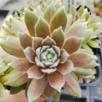 Sempervivum Rosa Mädchen (dw)