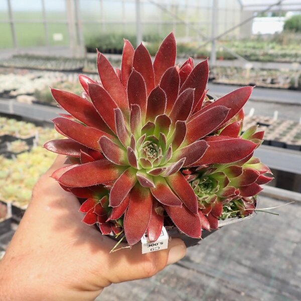 Sempervivum Samtrot (dw)