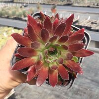Sempervivum Samtrot (dw)