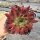 Sempervivum Samtrot (dw)