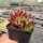 Sempervivum Samtrot (dw)