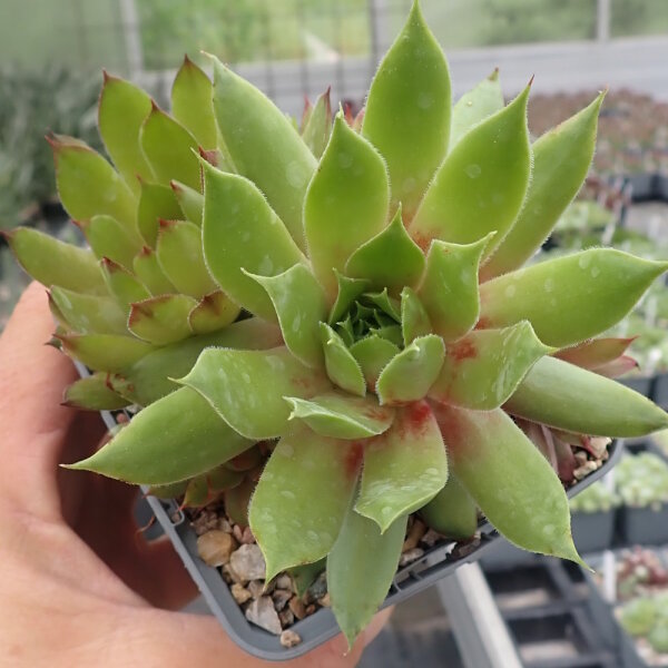 Sempervivum Orange Glow (dw)