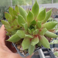 Sempervivum Orange Glow (dw)