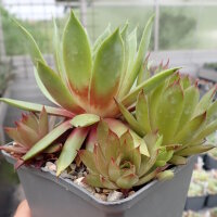 Sempervivum Orange Glow (dw)