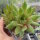 Sempervivum Orange Glow (dw)