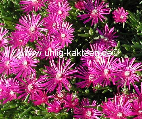 Delosperma cooperi cv. Meran (dw)
