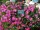 Delosperma cooperi cv. Meran (dw)