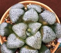 Haworthia cv. Ornata