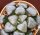 Haworthia cv. Ornata